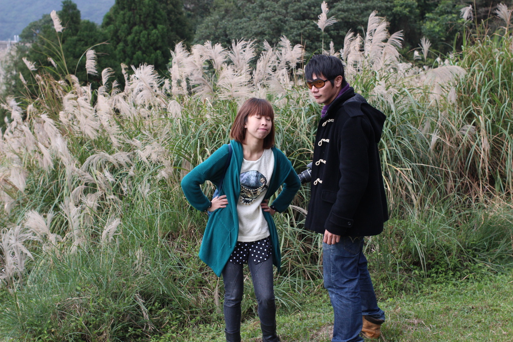 陽明山一日遊  擎天崗 芒花盛開 陽明山一片金黃花海  秋芒之旅