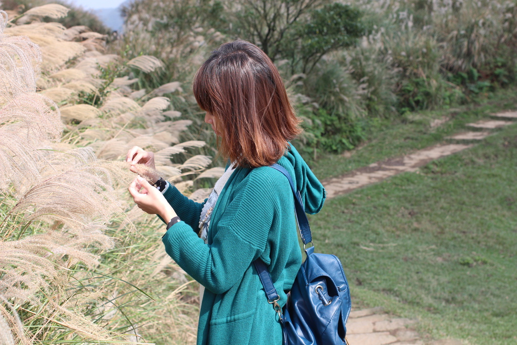 擎天崗看芒花怎麼去 台北景點 陽明山一日遊，擎天崗走走，看芒花盛開飛舞