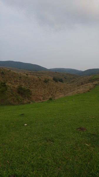 陽明山擎天崗：【台北旅遊】擎天崗大草原看牛@士林陽明山