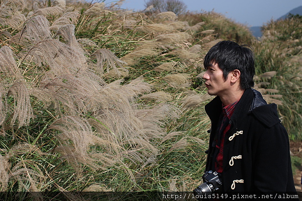 台北景點一日遊 陽明山擎天崗芒花季