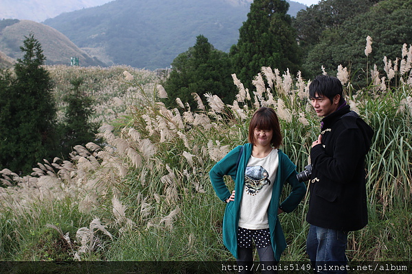 台北景點一日遊 陽明山擎天崗芒花季
