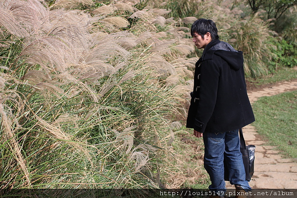 台北景點一日遊 陽明山擎天崗芒花季