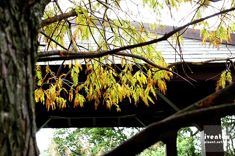 43刀口力台北陽明山擎天崗芒花芒草