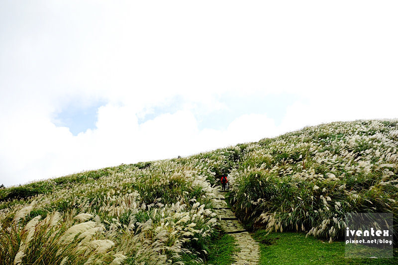29刀口力台北陽明山擎天崗芒花芒草