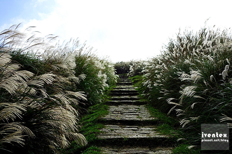 27刀口力台北陽明山擎天崗芒花芒草