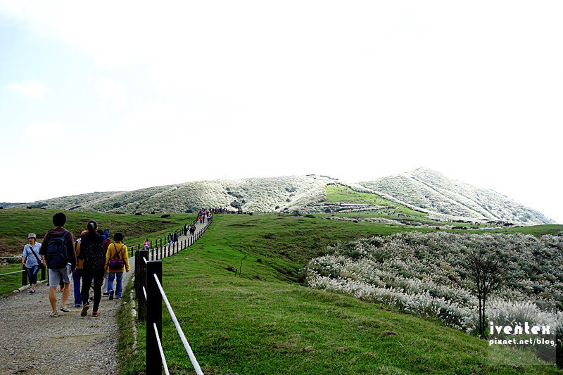 11刀口力台北陽明山擎天崗芒花芒草