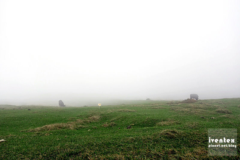 20刀口力台北陽明山擎天崗芒花芒草