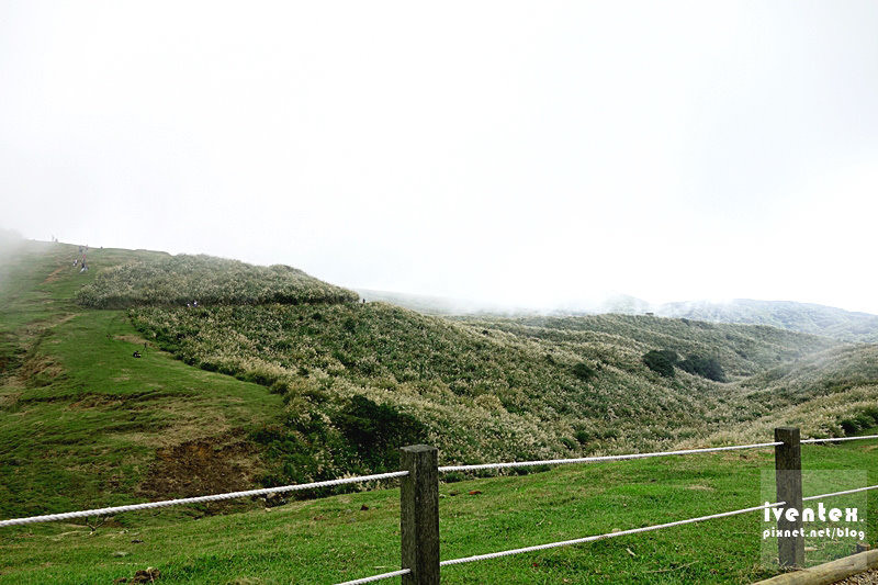 07刀口力台北陽明山擎天崗芒花芒草