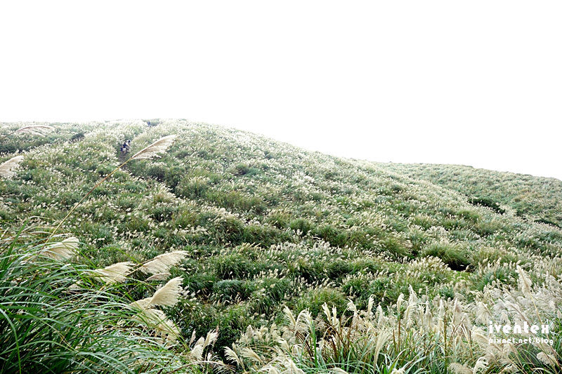 31刀口力台北陽明山擎天崗芒花芒草