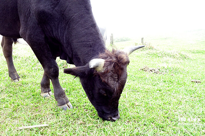 17刀口力台北陽明山擎天崗芒花芒草