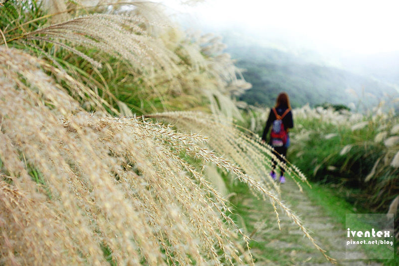 32刀口力台北陽明山擎天崗芒花芒草