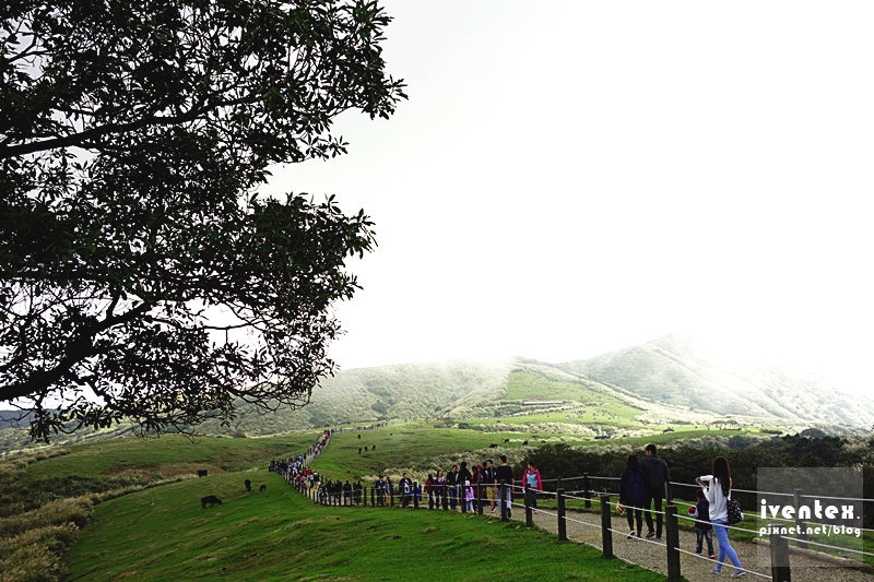 05刀口力台北陽明山擎天崗芒花芒草