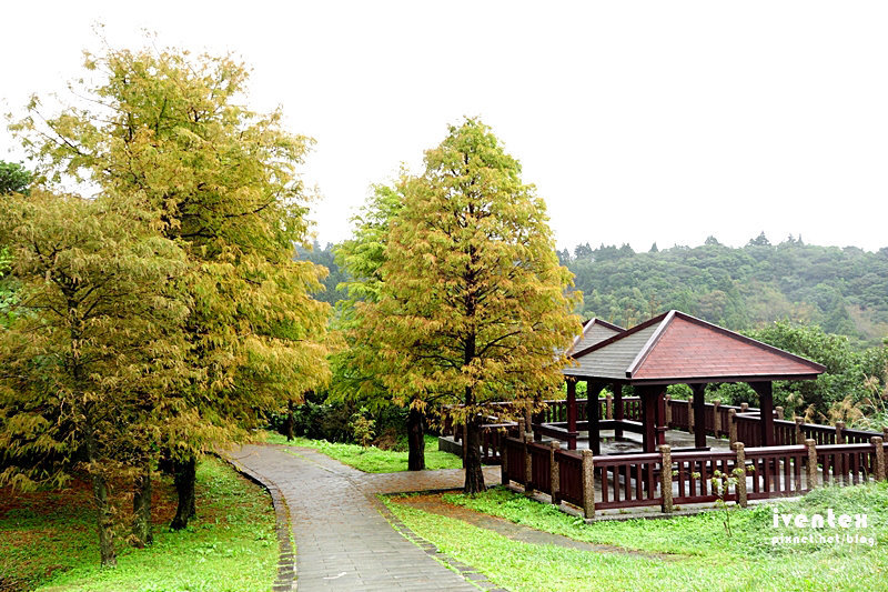 41刀口力台北陽明山擎天崗芒花芒草