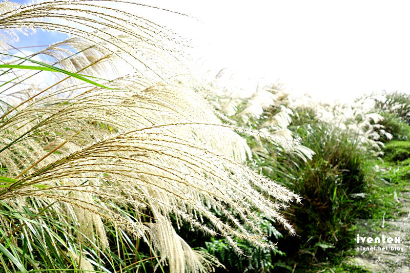 25刀口力台北陽明山擎天崗芒花芒草
