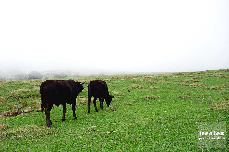 19刀口力台北陽明山擎天崗芒花芒草
