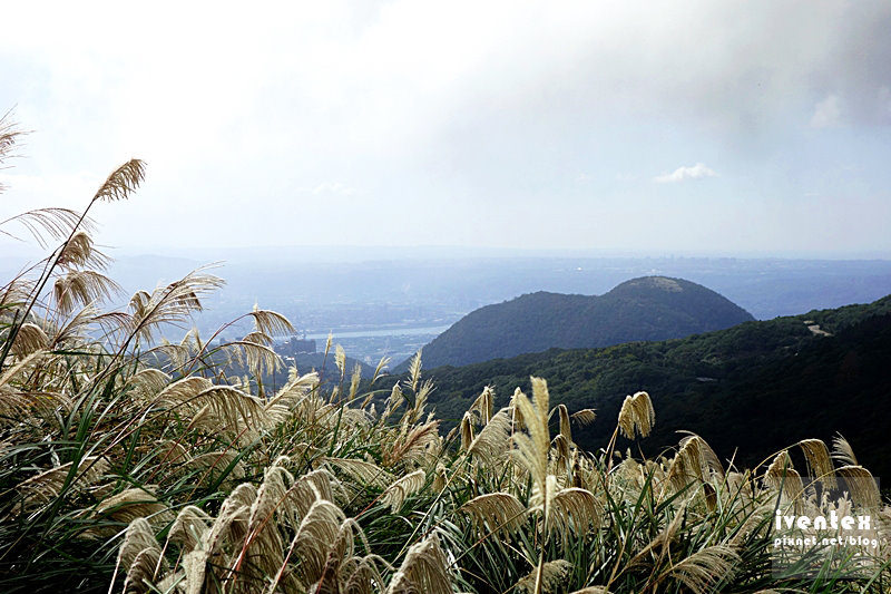 21刀口力台北陽明山擎天崗芒花芒草