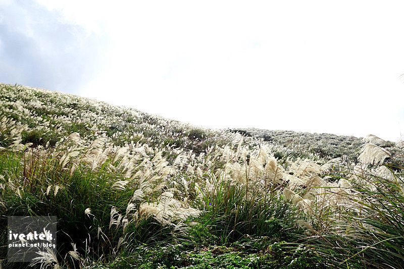 28刀口力台北陽明山擎天崗芒花芒草
