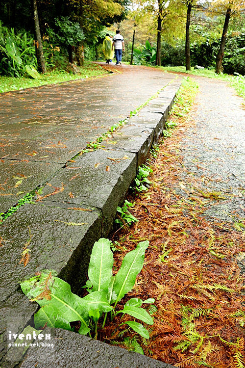 45刀口力台北陽明山擎天崗芒花芒草