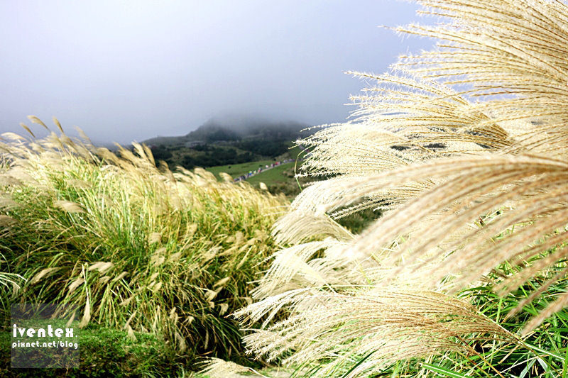 26刀口力台北陽明山擎天崗芒花芒草