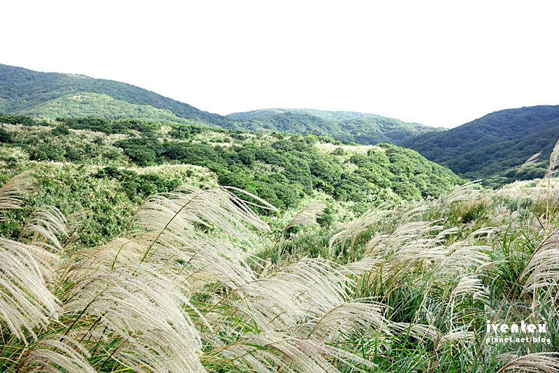34刀口力台北陽明山擎天崗芒花芒草