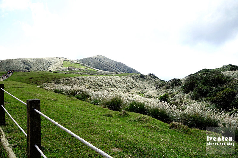 10刀口力台北陽明山擎天崗芒花芒草