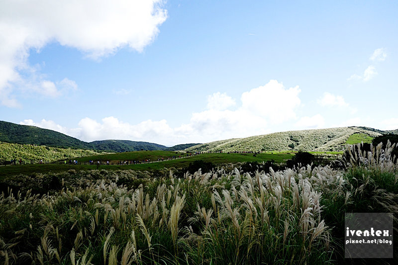 02刀口力台北陽明山擎天崗芒花芒草