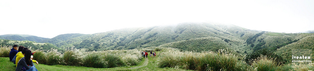37刀口力台北陽明山擎天崗芒花芒草