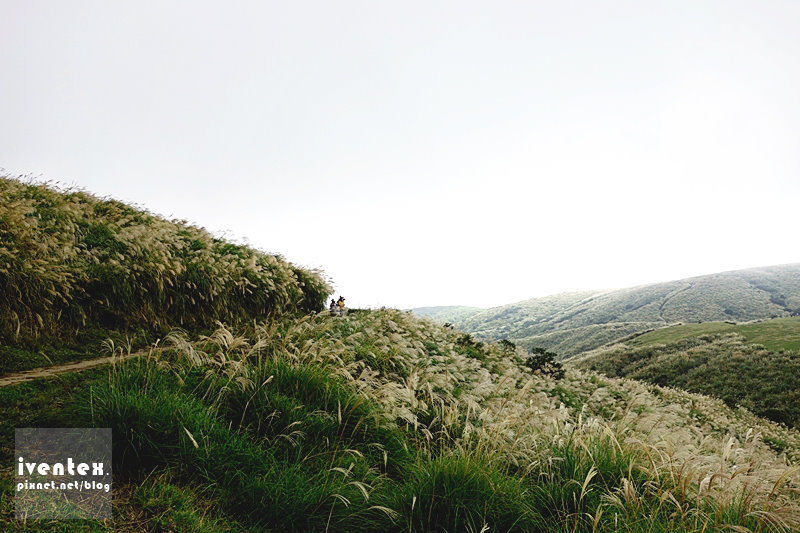 40刀口力台北陽明山擎天崗芒花芒草