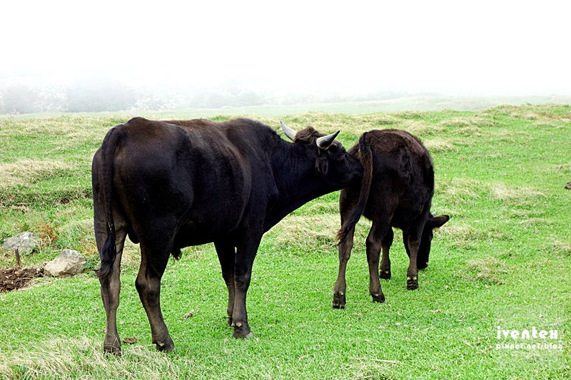 18刀口力台北陽明山擎天崗芒花芒草