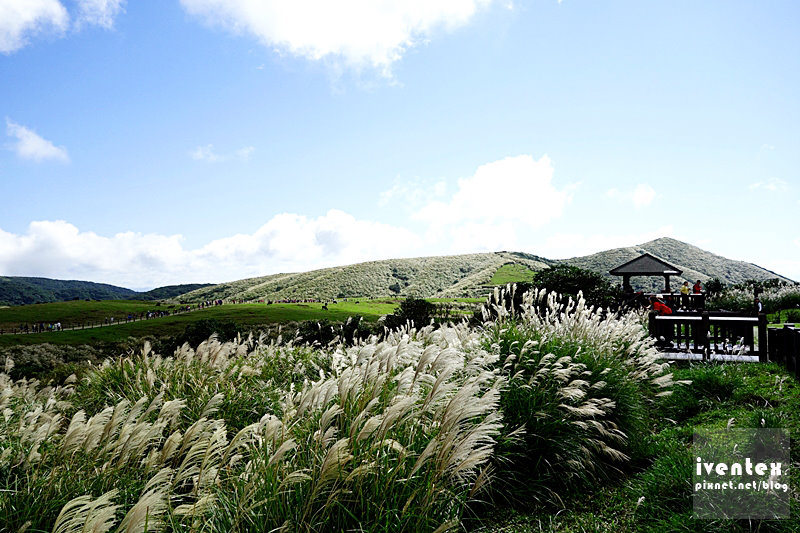 01刀口力台北陽明山擎天崗芒花芒草