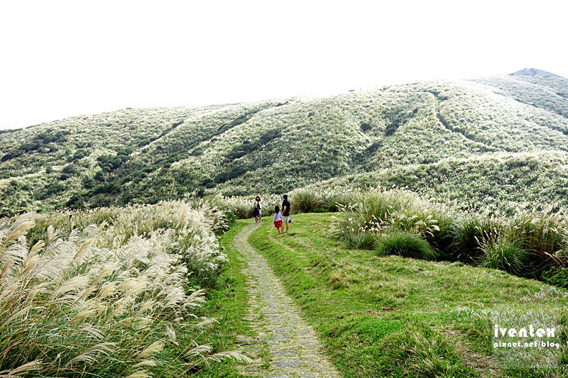 35刀口力台北陽明山擎天崗芒花芒草
