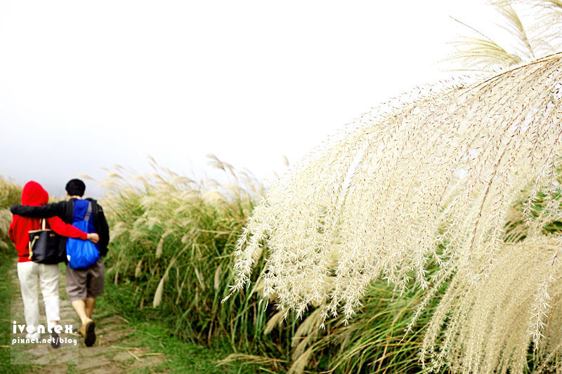 24刀口力台北陽明山擎天崗芒花芒草