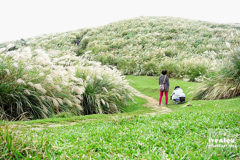 30刀口力台北陽明山擎天崗芒花芒草