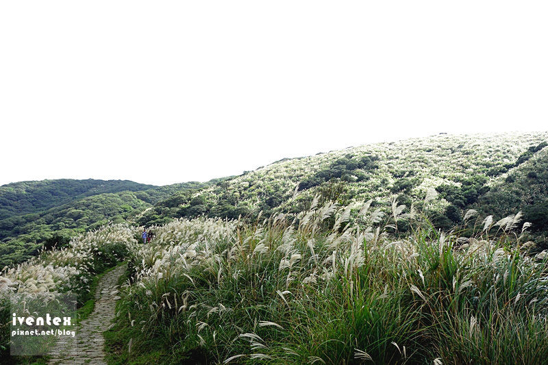 33刀口力台北陽明山擎天崗芒花芒草