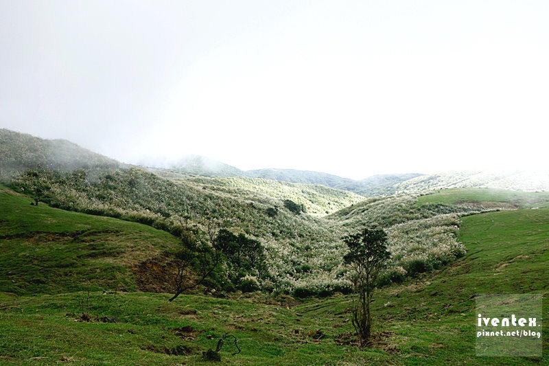 06刀口力台北陽明山擎天崗芒花芒草