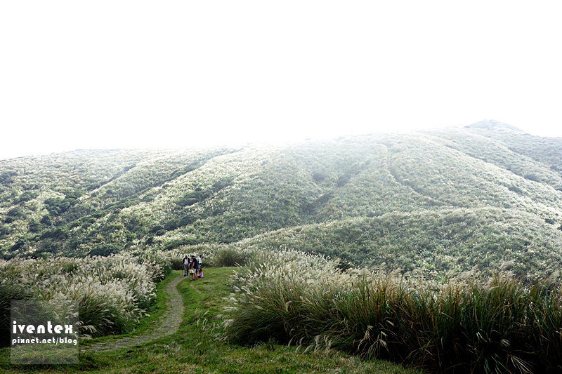 36刀口力台北陽明山擎天崗芒花芒草