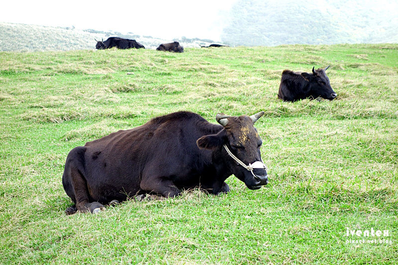 15刀口力台北陽明山擎天崗芒花芒草