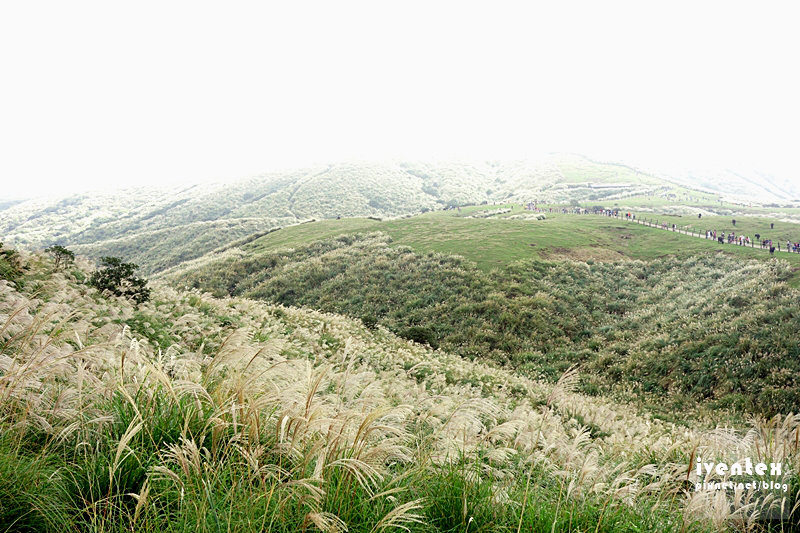 38刀口力台北陽明山擎天崗芒花芒草