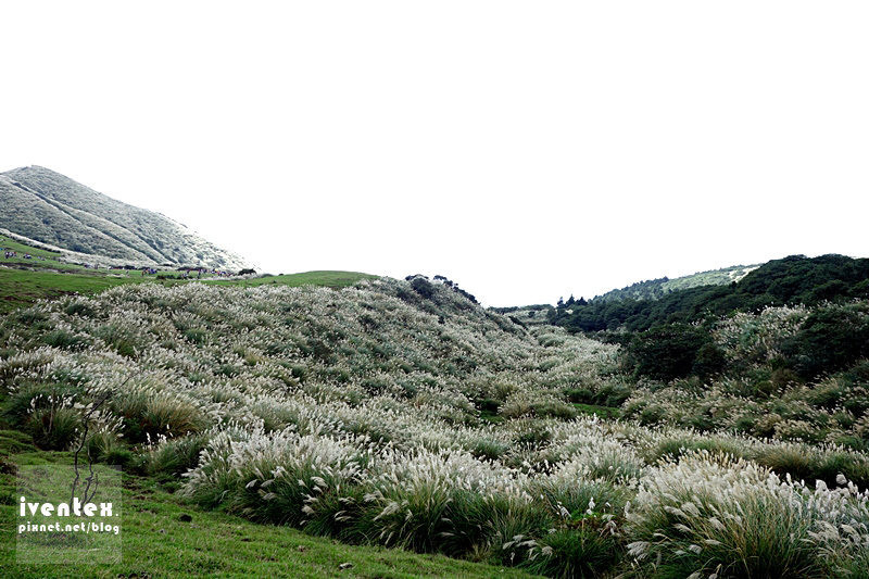12刀口力台北陽明山擎天崗芒花芒草