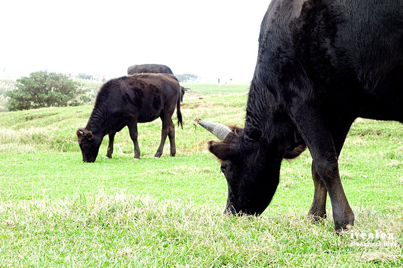 16刀口力台北陽明山擎天崗芒花芒草