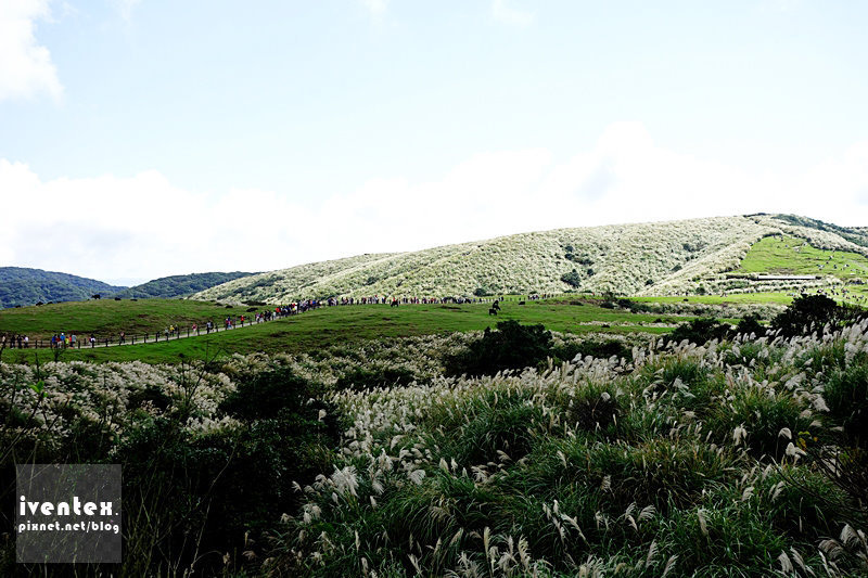 04刀口力台北陽明山擎天崗芒花芒草