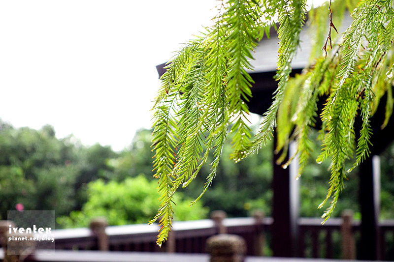 44刀口力台北陽明山擎天崗芒花芒草