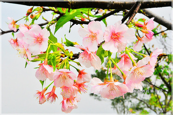 陽光運動公園:【新北】新店區。陽光橋 & 陽光運動公園賞櫻