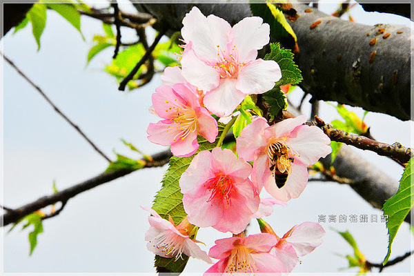 陽光運動公園:【新北】新店區。陽光橋 & 陽光運動公園賞櫻