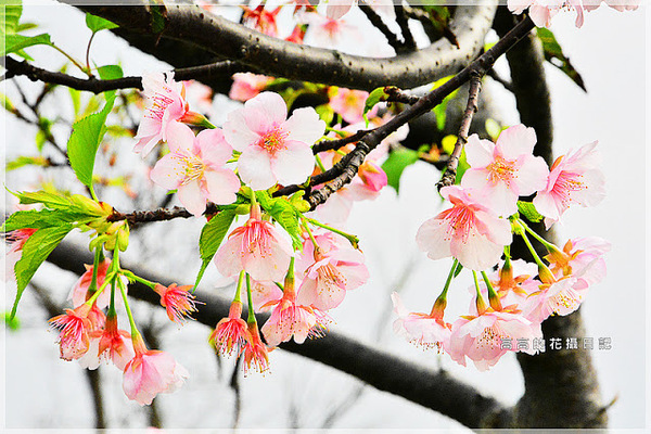 陽光運動公園:【新北】新店區。陽光橋 & 陽光運動公園賞櫻