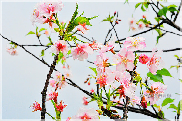 陽光運動公園:【新北】新店區。陽光橋 & 陽光運動公園賞櫻