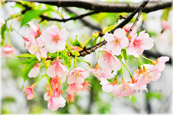 陽光運動公園:【新北】新店區。陽光橋 & 陽光運動公園賞櫻