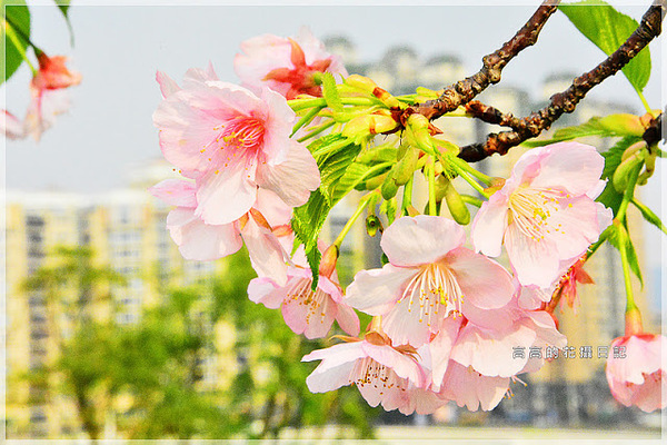 陽光運動公園:【新北】新店區。陽光橋 & 陽光運動公園賞櫻