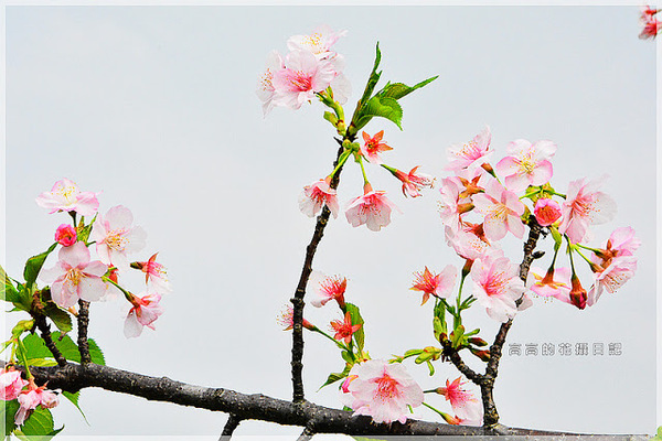 陽光運動公園:【新北】新店區。陽光橋 & 陽光運動公園賞櫻