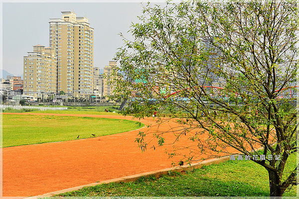 陽光運動公園:【新北】新店區。陽光橋 & 陽光運動公園賞櫻